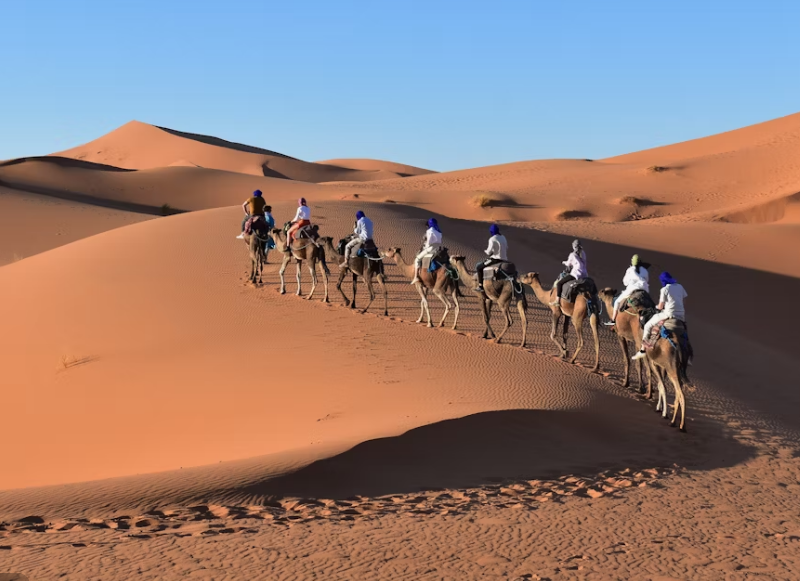 Camel caravan trekking through golden sand dunes Sahara Desert