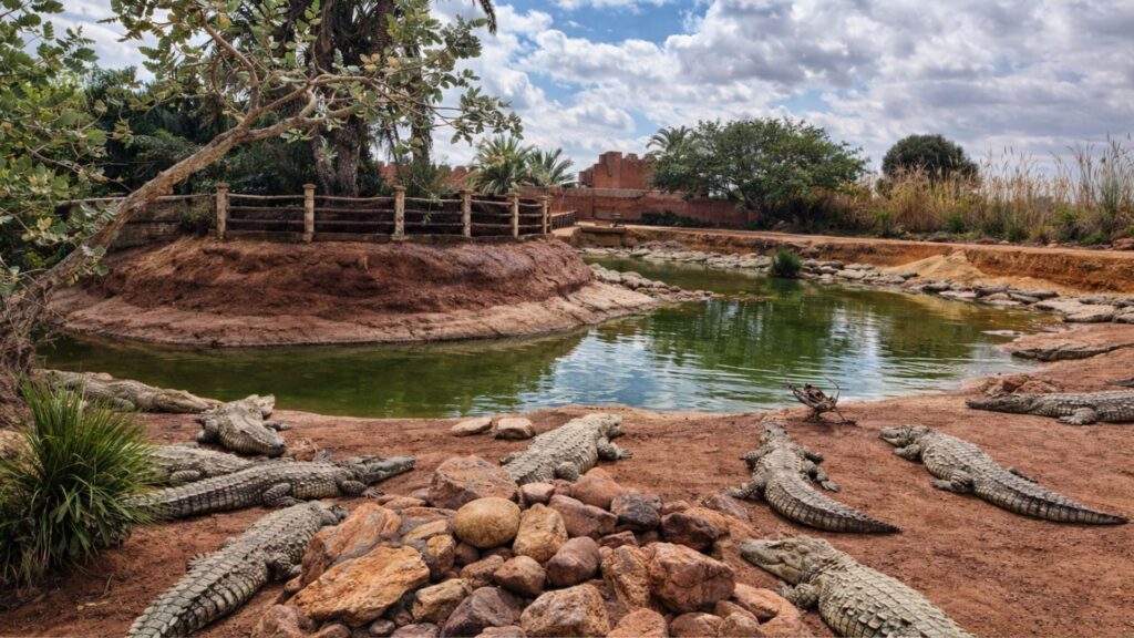 Crocodiles sunbathing on red rocks around a green pond in CrocoPark Agadir, with palm trees, cactus plants, and adobe-style walls under a partly cloudy sky