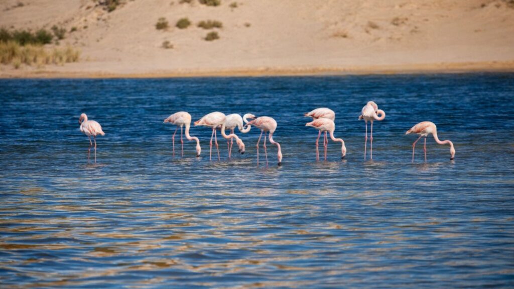 Flock of flamingos wading and feeding in the blue waters of a lagoon at Souss Massa National Park, with sandy desert dunes rising in the background